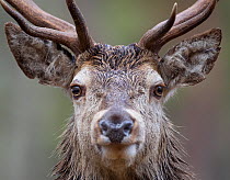 Portrait of Red Deer (Corvus elaphus) male. Cairngorms National Park, Scotland, March.