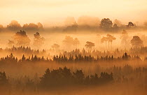 Native pine forest silhouetted at dawn with rising mist. Cairngorms National Park, Scotland, August.