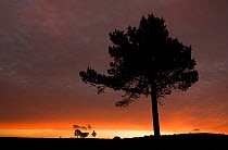 A lone pine tree silhouetted at sunset. Cairngorms National Park, Scotland, December.
