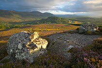 View over Rothiemurchus and lower Glenfeshie forest in early evening light. Cairngorms National Park, Scotland, August.