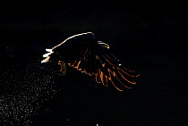 White-tailed Eagle (Haliaeetus albiciila) in flight, silhouetted against morning light. Flatanger, Norway, July.