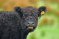 Portrait of  Galloway cattle (Bos taurus) sticking out tongue. Dumfries & Galloway, UK, May.