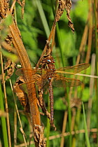 Brown Hawker Dragonfly (Aeshna grandis) perched. Whitlingham Park, Norfolk, UK, September.