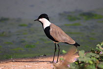 Spur-winged Lapwing (Vanellus spinosus). Gambia, Africa, January.
