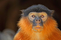 Portrait of a Western Red Colobus Monkey (Procolobus badius) Gambia, West Africa, January.