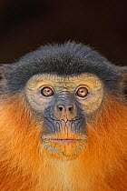 Portrait of a Western Red Colobus Monkey (Procolobus badius). Gambia, West Africa, January.