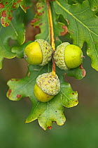Pedunculate / English Oak (Quercus robur or pedunculata) acorns. UK, September.