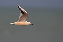 Slender Billed Gull (Chroicocephalus genei) in flight. Gambia, Africa, February.