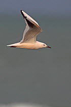 Slender Billed Gull (Chroicocephalus genei) in flight. Gambia, Africa, February.