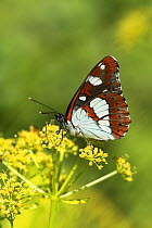 Southern White Admiral Butterfly (Limenitis reducta). Lesvos, Greece, May.