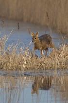 Chinese Water Deer (Hydropotes inermis) in reedbed habitat. Norfolk, UK, March.