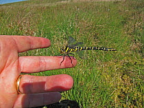 Golden-ringed / Common Goldenring Dragonfly(Cordulegaster boltonii) on a person's finger. Balkissock, Dumfries & Galloway, Scotland, UK.