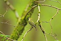 Wood Warbler (Phylloscopus sibilatrix) singing from a branch. Dumfries and Galloway, Scotland, May.
