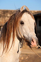 Kathiawari stallion, portrait, Inaj National Stud, Gujarat, India, January 2011