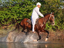 A taditionally dressed rider, mounted on a Kathiawari stallion, galloping through water, Gujarat, India, January 2011