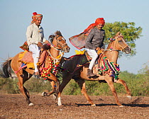 Two traditionally dresed riders, mounted on Kathiawari mares, Gujarat, India, January 2011, Model released