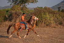 Young boy riding a Kathiawari mare, in reval (a natural lateral pace), Gujarat, India, January 2011