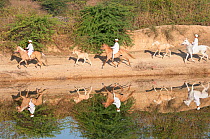 Traditionally dressed riders, mounted bareback on Kathiawari mares followed by their foals, reflected in water, Gujarat, India, January 2011
