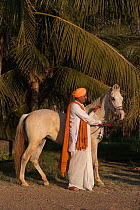 Hindu priest standing with Grey Kathiawari mare, Shihor, Gujarat, India, January 2011