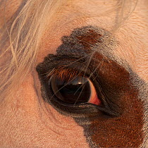 Close-up of the eye of a Kathiawari stallion, Gujarat, India.