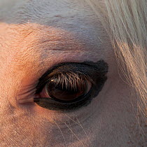 Close-up of the eye of a tobiano Kathiawari stallion, Gujarat, India.