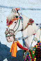 Portrait of a white Kathiawari mare, decorated for a wedding, Nageshri, Gujarat, India, January 2011