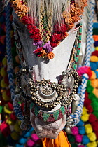 Close-up of a white Kathiawari mare, decorated for a wedding, Nageshri, Gujarat, India, January 2011
