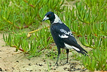 Black-backed Magpie (Gymnorhina tibicen) Burleigh Heads, SE Queensland, Australia, March