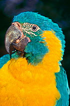 Portrait of Blue-throated Macaw (Ara glaucogularis) Captive, occurs Bolivia, South America. Critically endangered.