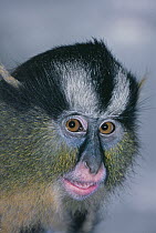 Crowned Guenon (Cercopithecus pogonias), juvenile, Captive, occurs South Cameroon to Congo Basin, Africa.