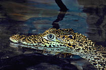 Cuban Crocodile (Crocodylus rhombifer) young in water, Captive, occurs Cuba, Caribbean and South America. Critically endangered.