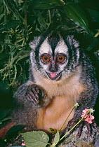 Douroucouli / Grey legged night monkey (Aotus lemurinus) young female, Captive, occurs South Panama to Eastern Brazil, South America.