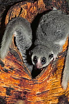 Fat-tailed dwarf lemur (Cheirogaleus medius)  young at nest hole in tree, Captive, occurs Western Madagascar