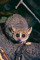 Grey / Lesser Mouse Lemur (Microcebus murinus) Captive, occurs Western Madagascar