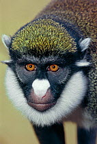 Lesser spot-nosed monkey (Cercopithecus petaurista) Captive, occurs Sierra Leone to Benin, West Africa.
