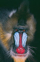 Male Mandrill (Mandrillus sphinx) Captive, occurs Cameroon and Gabon, Vulnerable.