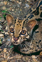 Marbled cat (Pardofelis marmorata) female, captive, occurs South East Asia, Vulnerable.