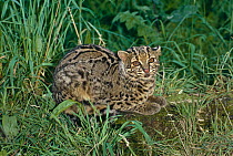 Marbled Cat (Pardofelis marmorata), female. Captive, occurs South East Asia, Vulnerable.