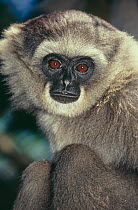 Moloch Gibbon (Hylobates moloch) juvenile female, Captive, occurs Western Java, Indonesia. Critically Endangered