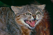 Pampas cat (Felis colocolo) male showing aggressive behaviour, Captive, occurs Ecuador to Patagonia, South America.
