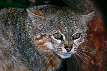 Pampas cat (Felis colocolo) Male, Captive, occurs Ecuador to Patagonia, South America.