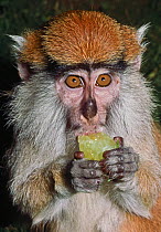 Patas monkey (Erythrocebus patas) juvenile feeding on fruit, Captive, occurs Senegal to Ethiopia, Kenya, Tanzania