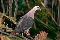 Mauritius pink pigeon (Columba / Nesoenas mayeri) Captive, occurs Mauritius, Endangered.