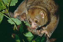Potto (Perodicticus potto) Captive, occurs West and Central Africa.