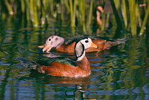 African pygmy goose (Nettapus auritus) male in foreground and female behind, Captive, occurs Madagascar
