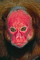 Red uakari monkey (Cacajao calvus rubicundus), female, Captive, occurs Amazon Basin, Brazil, Peru, South America, Endangered.