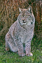 Siberian lynx (Lynx lynx wrangeli) male, Captive, occurs East of Yenesei (Siberia), Russia.