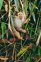 Silvery / Bare eared marmoset (Callithrix argentata) captive
