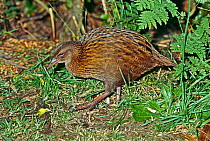 Weka (Gallirallus australis scotti) Stewart Island race, Captive, occurs Stewart Island, New Zealand. Vulnerable.