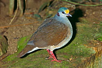 Sulawesi / Yellow-breasted ground dove (Gallicolumba tristigmata) Captive, occurs Sulawesi